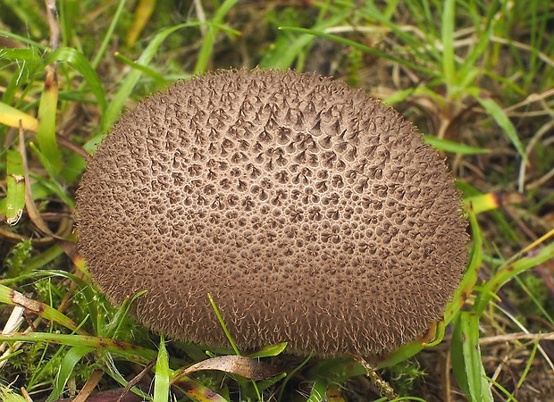 prášnica Lycoperdon sp.