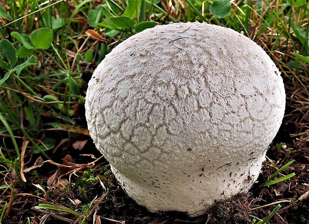 rozpadavec dlabaný Lycoperdon utriforme Bull.