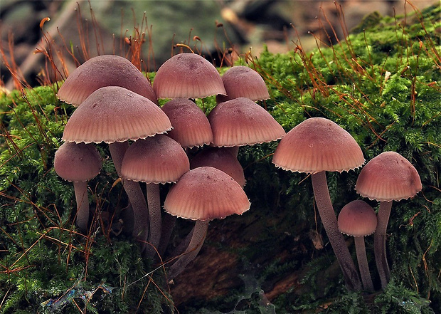 prilbička krvavomliečna Mycena haematopus (Pers.) P. Kumm.