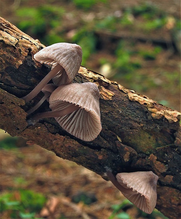 prilbička červenoobrúbená Mycena rubromarginata (Fr.) P. Kumm.