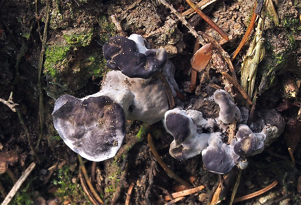 korkovec čierny Phellodon niger (Fr.) P. Karst.