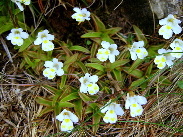 tučnica alpínska Pinguicula alpina L.