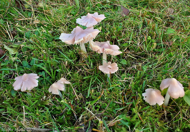 lúčnica ružovočervená Porpolomopsis calyptriformis (Berk.) Bresinsky