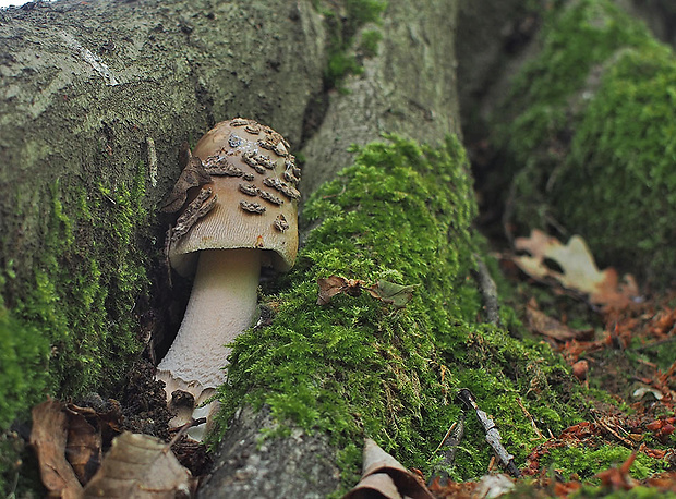 muchotrávka chrastavá Amanita ceciliae (Berk. & Broome) Bas