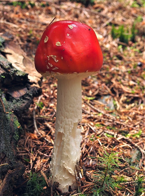 muchotrávka červená Amanita muscaria (L.) Lam.