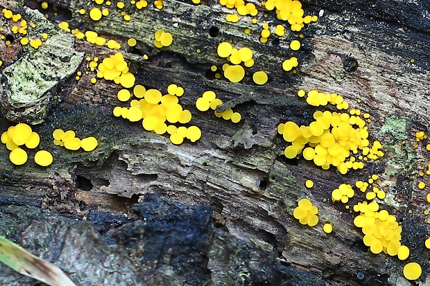 okrasník Bisporella sp.