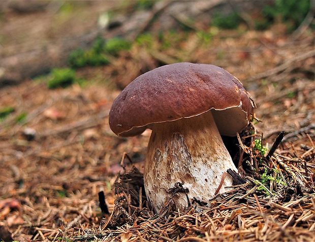 hríb smrekový Boletus edulis Bull.