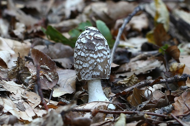 hnojník strakatý Coprinopsis picacea (Bull.) Redhead, Vilgalys & Moncalvo