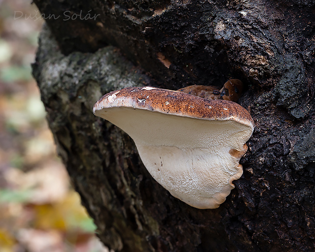 smolokôrovka buková Ischnoderma resinosum (Schrad.) P. Karst.