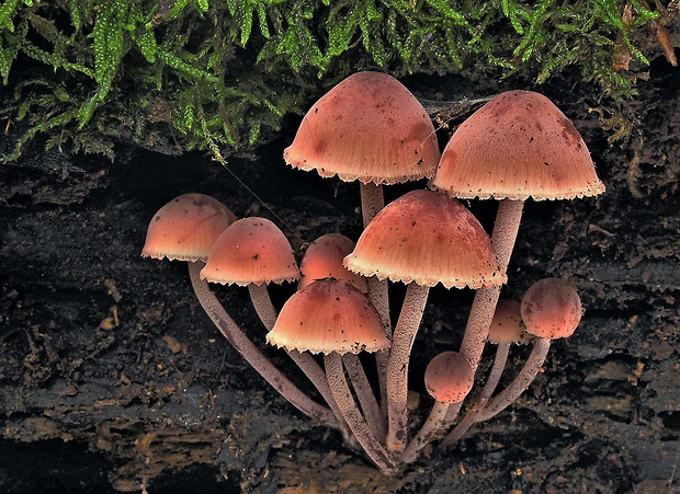 prilbička Mycena sp.