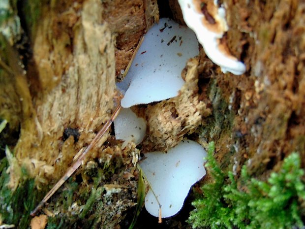 pajelenka želatínová Pseudohydnum gelatinosum (Scop.) P. Karst.