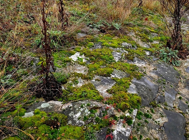 rebrovička lopatkovitá - biotop Arrhenia spathulata (Fr.) Redhead