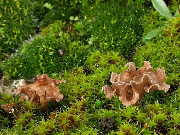 rebrovička lopatkovitá Arrhenia spathulata (Fr.) Redhead