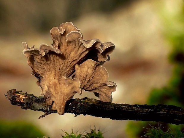 rebrovička lopatkovitá Arrhenia spathulata (Fr.) Redhead