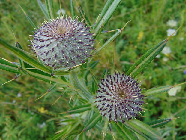 pichliač bielohlavý Cirsium eriophorum (L.) Scop.