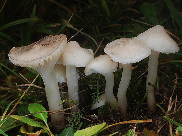 lúčnica snehobiela Cuphophyllus virgineus (Wulfen) Kovalenko