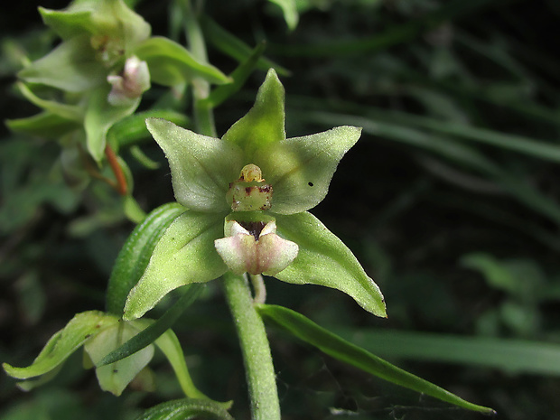 kruštík širokolistý pravý Epipactis helleborine subsp. helleborine (L.) Crantz