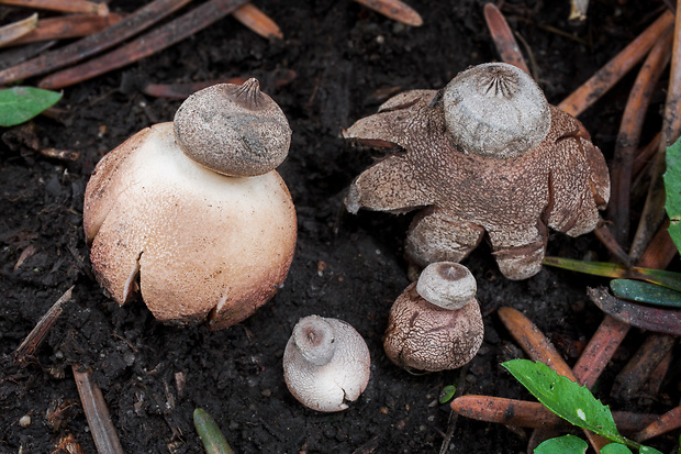 hviezdovka drsná Geastrum campestre Morgan