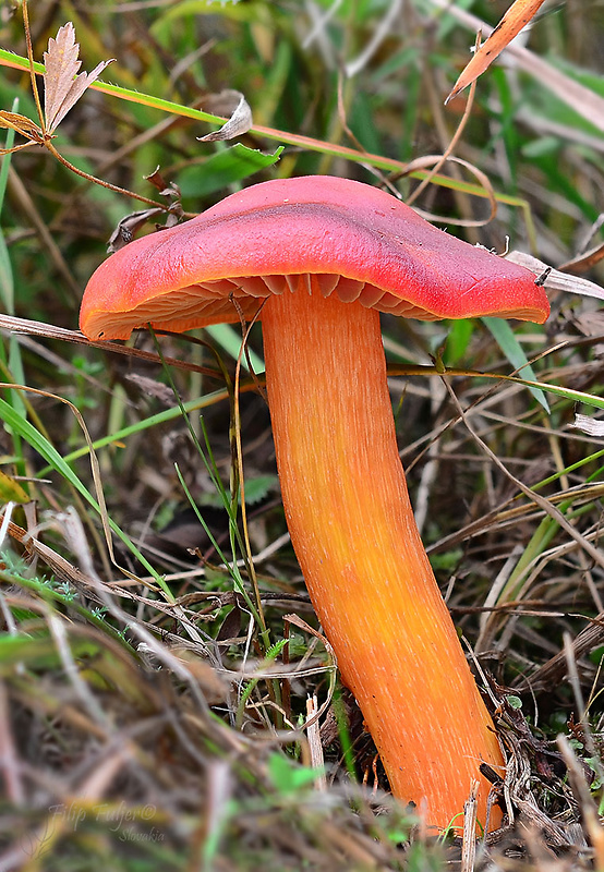 lúčnica granátovočervená Hygrocybe punicea (Fr.) P. Kumm.