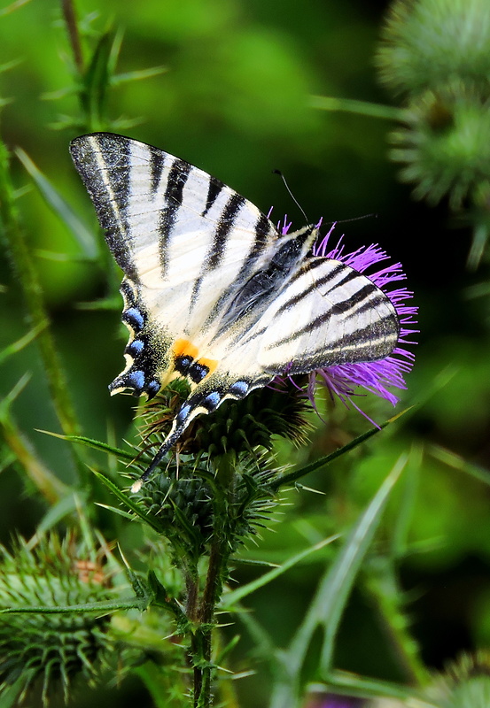 vidlochvost ovocný  Iphiclides podalirius