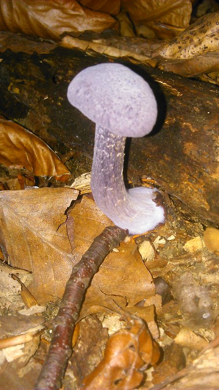 lakovka ametystová Laccaria amethystina (Huds.) Cooke