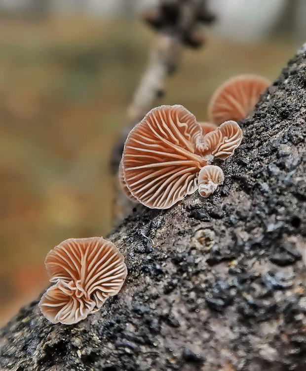 pňovka fialovohnedá Panellus violaceofulvus (Batsch) Singer