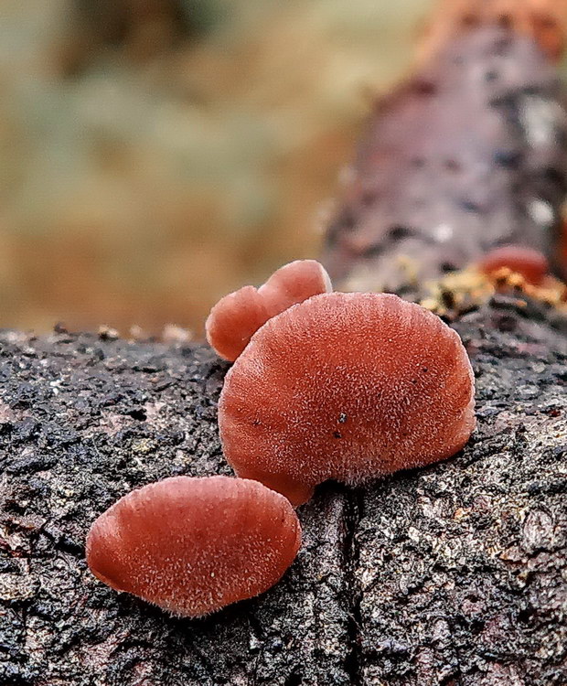 pňovka fialovohnedá Panellus violaceofulvus (Batsch) Singer