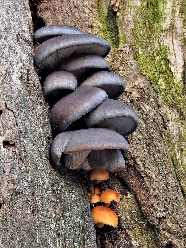 hliva ustricovitá Pleurotus ostreatus (Jacq.) P. Kumm.