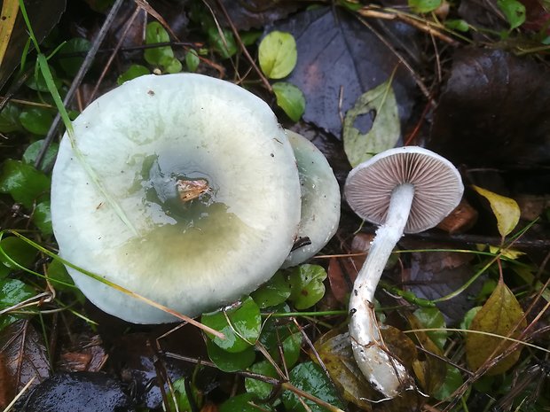 golierovka belavomodrastá Stropharia pseudocyanea (Desm.) Morgan