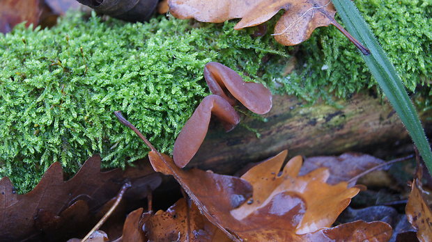 uchovec bazový Auricularia auricula-judae (Bull.) Quél.