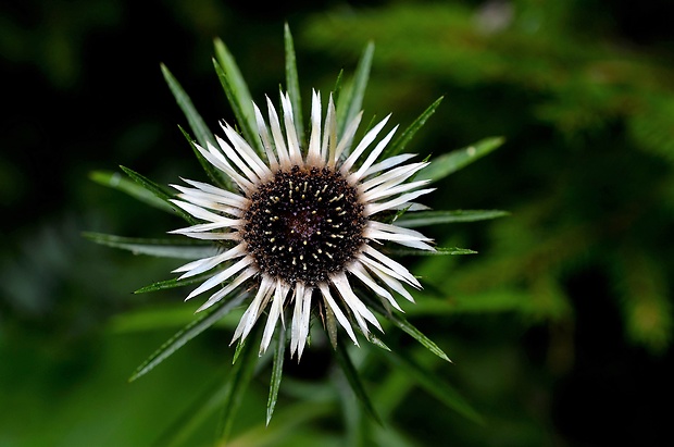 krasovlas obyčajný Carlina vulgaris L.