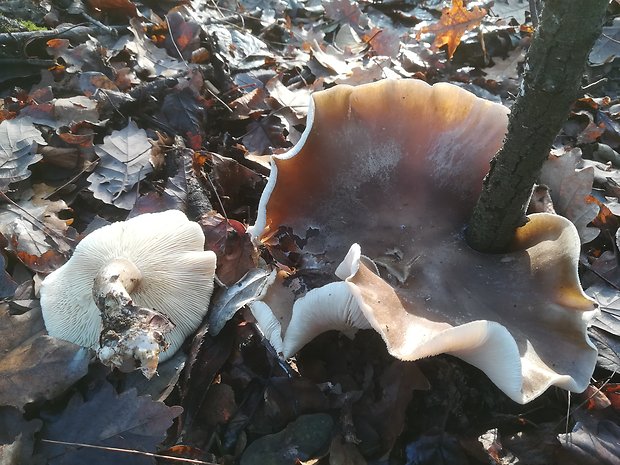 strmuľka inovaťová Clitocybe nebularis (Batsch) P. Kumm.