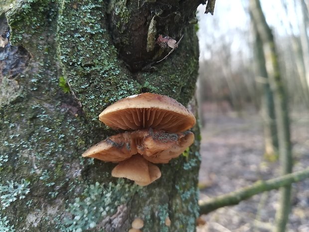 pahliva plochá Crepidotus applanatus (Pers.) P. Kumm.