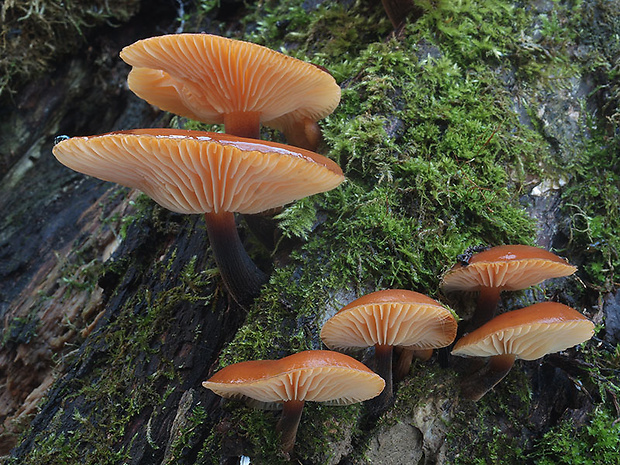 plamienka Flammulina sp.