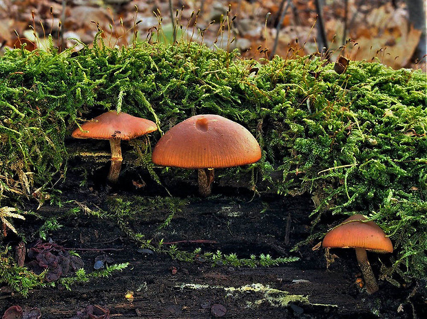 kapucňovka okrovohnedastá Galerina marginata (Batsch) Kühner