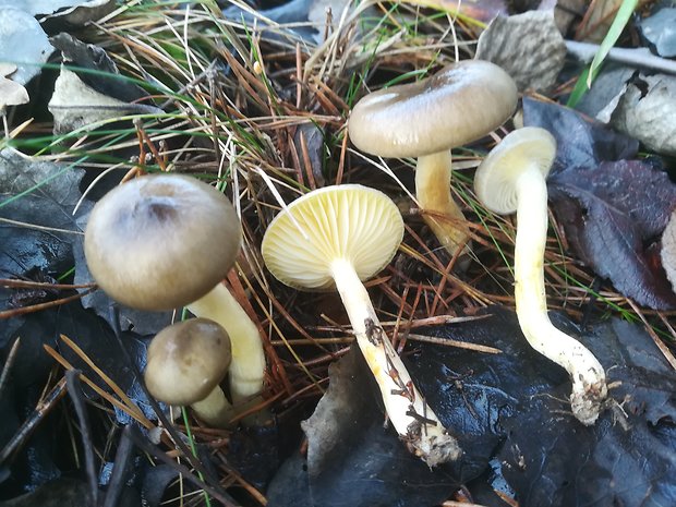 šťavnačka mrazová Hygrophorus hypothejus (Fr.) Fr.