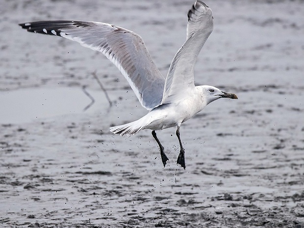 čajka žltonohá Larus michahellis