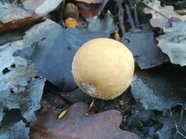 prášnica bradavičnatá Lycoperdon perlatum Pers.