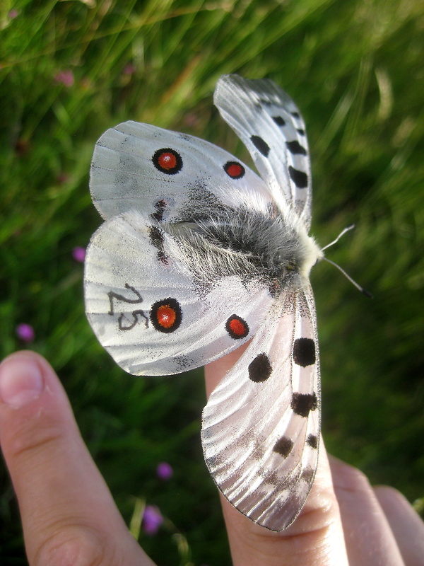 jasoň červenooký   Parnassius apollo