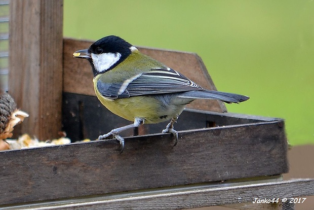 sýkorka veľká/bielolíca Parus major