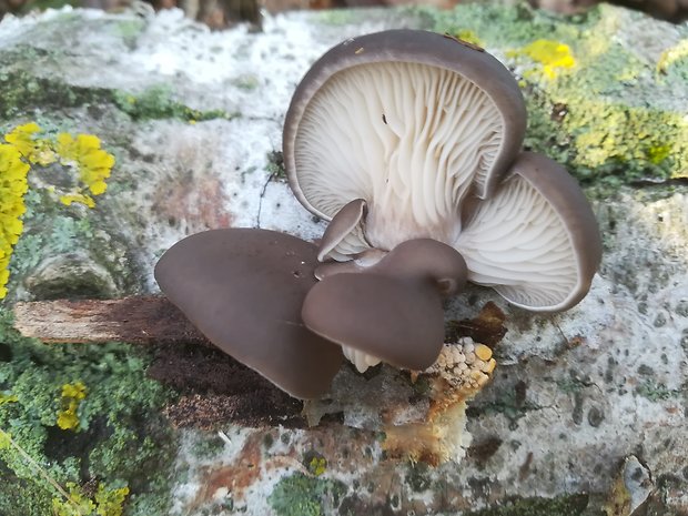 hliva ustricovitá Pleurotus ostreatus (Jacq.) P. Kumm.