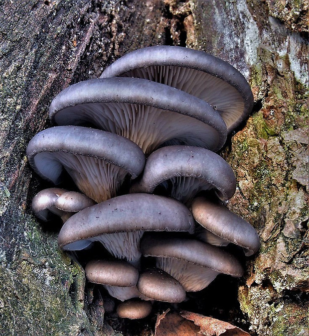 hliva ustricovitá Pleurotus ostreatus (Jacq.) P. Kumm.