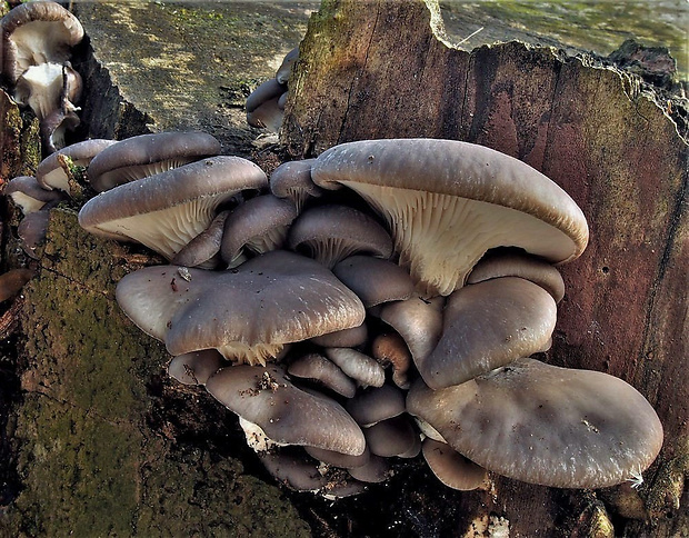 hliva ustricovitá Pleurotus ostreatus (Jacq.) P. Kumm.