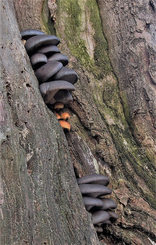 hliva ustricovitá Pleurotus ostreatus (Jacq.) P. Kumm.