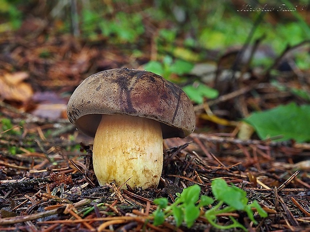 suchohríb červenohnedý Xerocomus ferrugineus (Kuntze) Singer