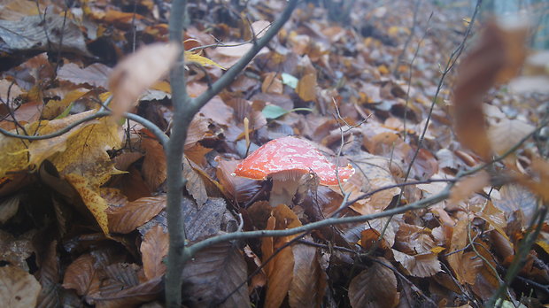 muchotrávka červená Amanita muscaria (L.) Lam.