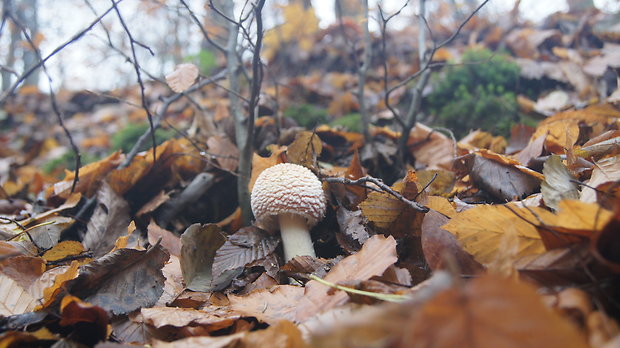 muchotrávka červená Amanita muscaria (L.) Lam.