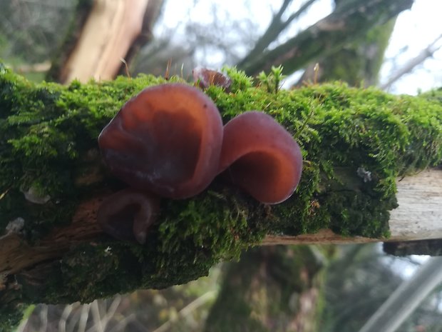 uchovec bazový Auricularia auricula-judae (Bull.) Quél.