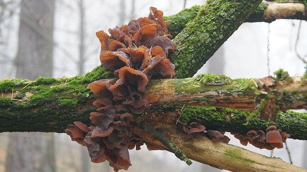 uchovec bazový Auricularia auricula-judae (Bull.) Quél.