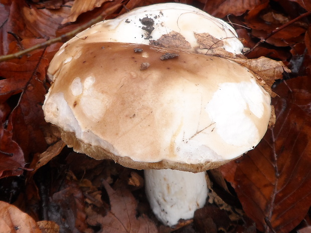 hríb smrekový Boletus edulis Bull.